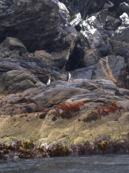 Two Fiordland Crested Penguins strut on the rocks. We also saw an island covered with seals, many napping, some preening, and a few attacking and bellowing at each other.