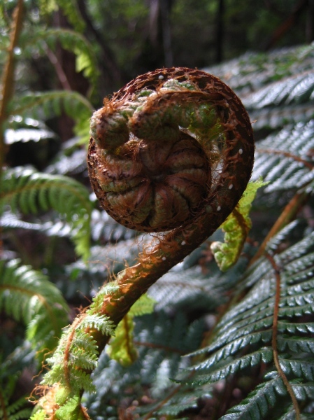 New Zealand's iconic koru plant, growing in the woods.