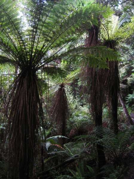 Our hike in the Catlins under a canopy of ferns.