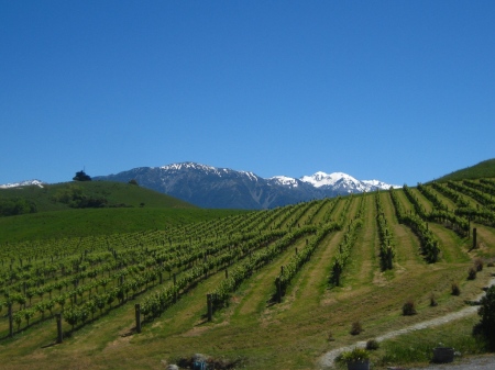 The self-proclaimed "most scenic vineyard in New Zealand" - and it's hard to disagree.