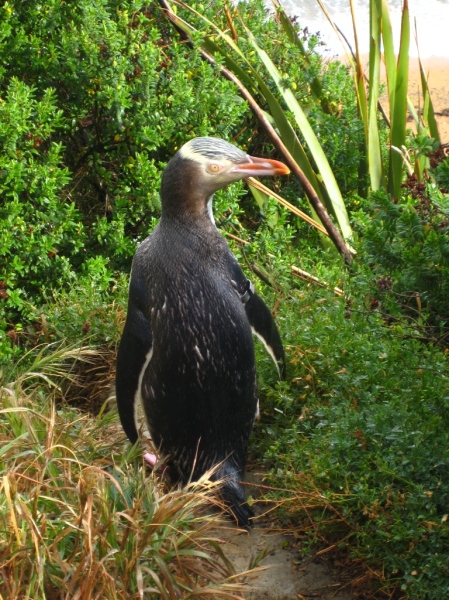 A yellow-eyed penguin waddles suspiciously past our viewpoint.