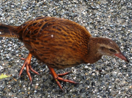 The flightless and incredibly friendly weka, which we spotted on the side of the road.